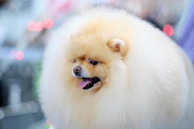 Portrait of a thoroughbred pomeranian closeup