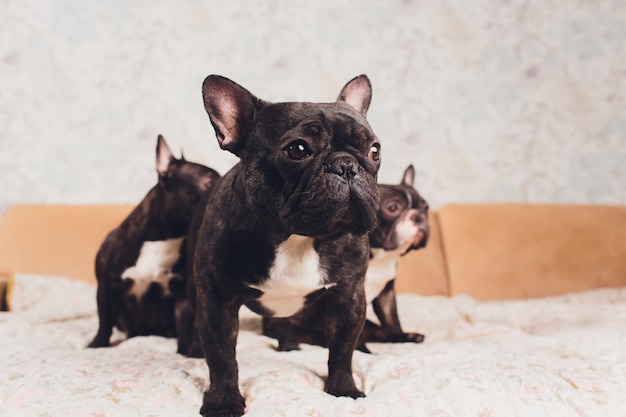 Un ritratto di tre adorabili bulldog francesi che guardano in una direzione.