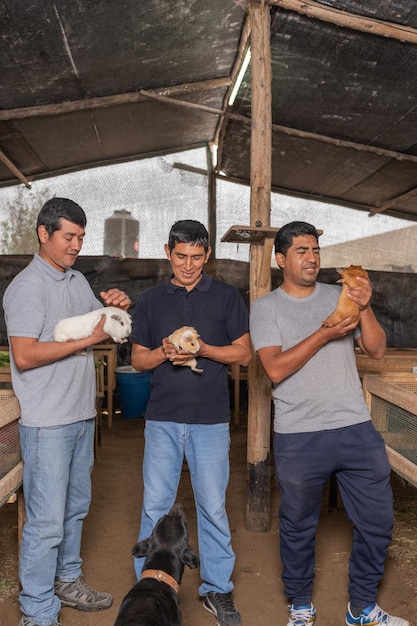 Portrait of three farmers holding guinea pigs in a farm