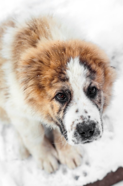 Portrait of three months puppy of Central Asian Shepherd (Alabai)