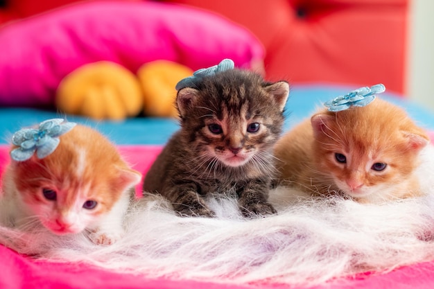 Portrait of three two month old baby kittens in their colorful\
bed