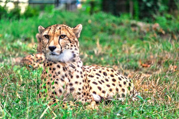 Portrait of tiger on grass