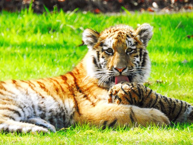 Portrait of tiger relaxing outdoors