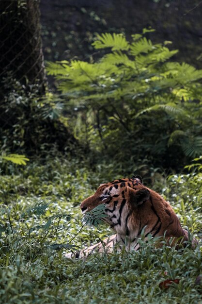 Photo a portrait of tiger sneaking in the bush