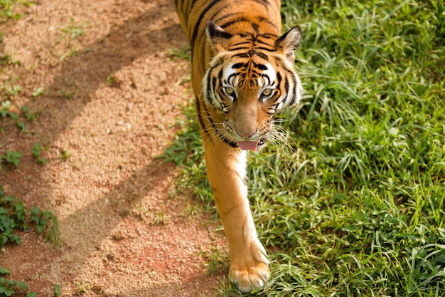 Portrait of tiger walking on field