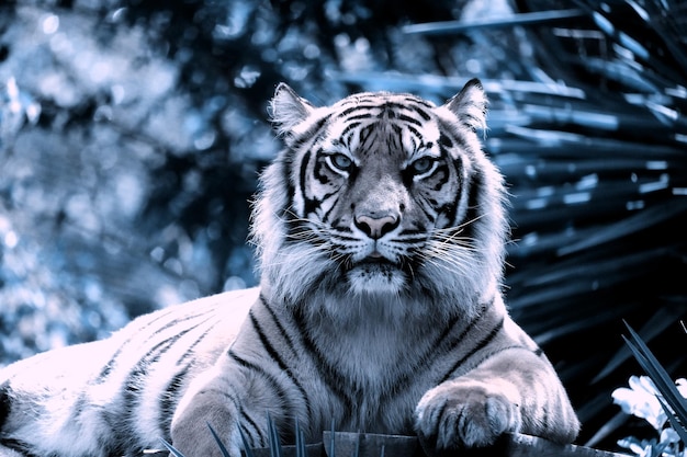 動物園のトラの肖像画