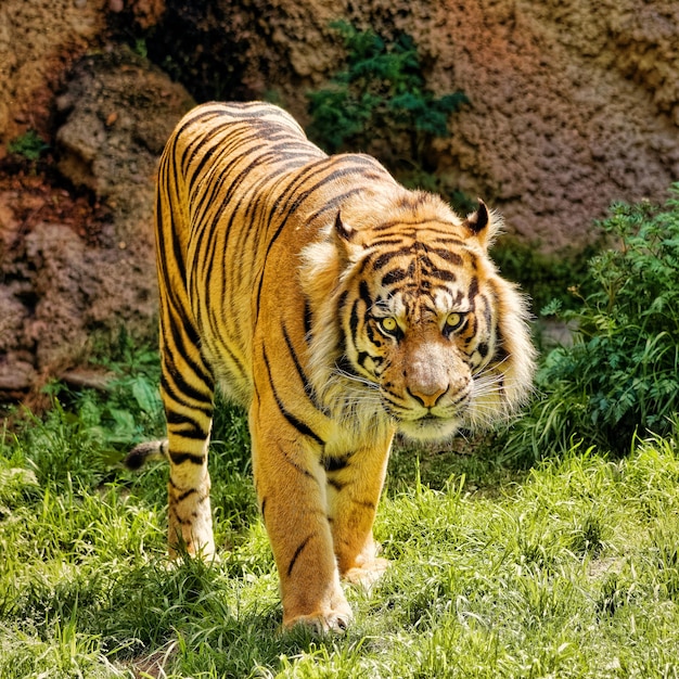 Photo portrait of a tiger