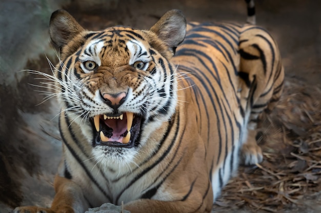 Portrait of tiger.