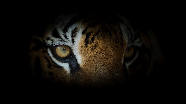 Портрет тигра.
