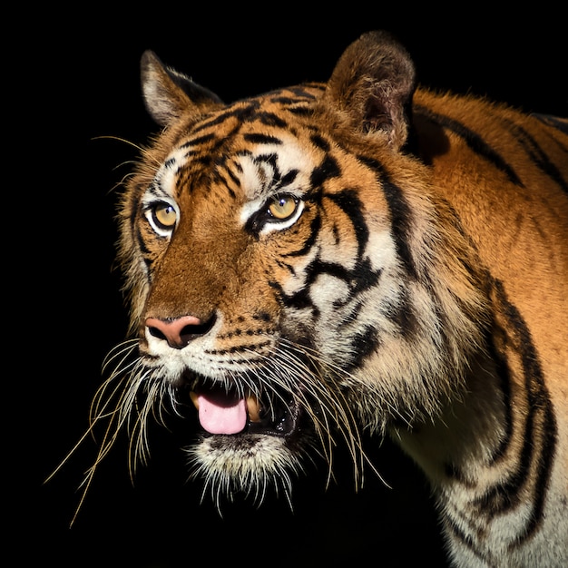 Portrait of tiger.