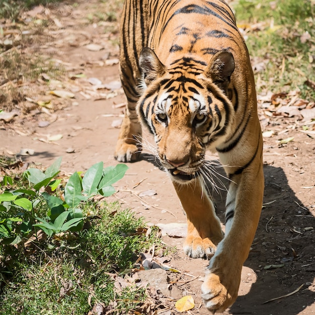 Photo portrait of tiger.