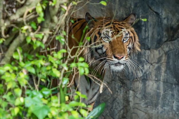 Portrait of tiger.