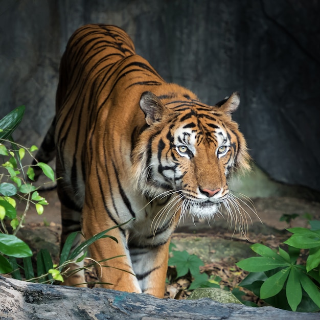 Portrait of tiger.