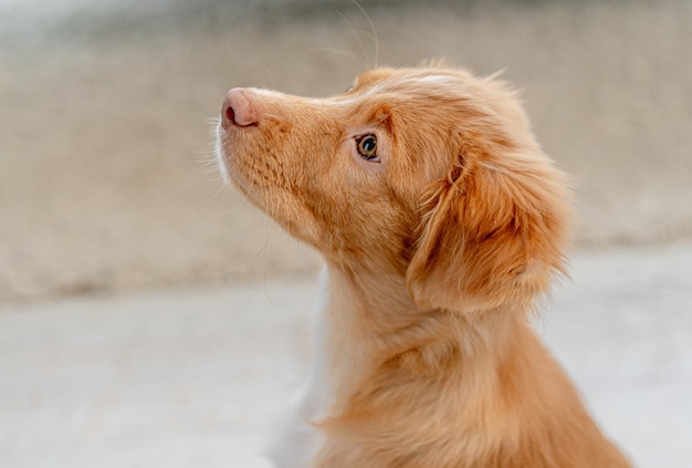 Portrait of toller puppy having fun while looking up at home top view