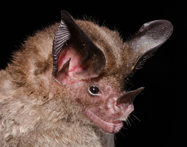 Portrait of Tonatia saurophila (Stripe-headed Round-eared Bat).  is a species of bat from family Phyllostomidae. It can be found on forests in Central and South America.