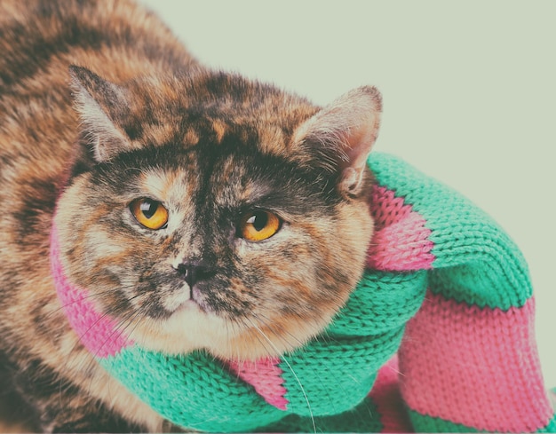 Portrait of a tortoiseshell British Shorthair cat wearing knitted scarf