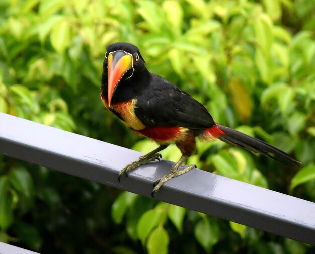 Portrait of toucan on railing