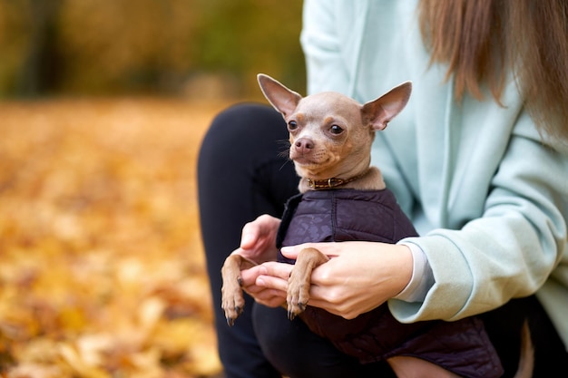 Portrait of toyterrier in the autumn park Portrait of a beautiful small dog