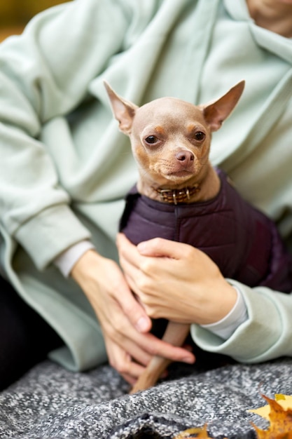 Photo portrait of toyterrier in the autumn park portrait of a beautiful small dog