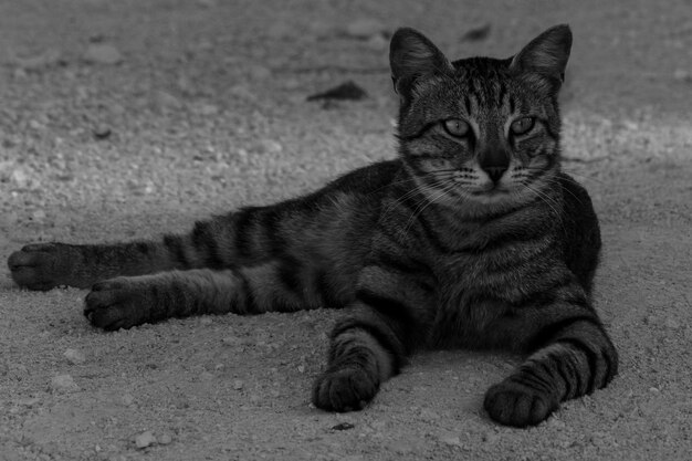 Photo portrait of a tubby cat