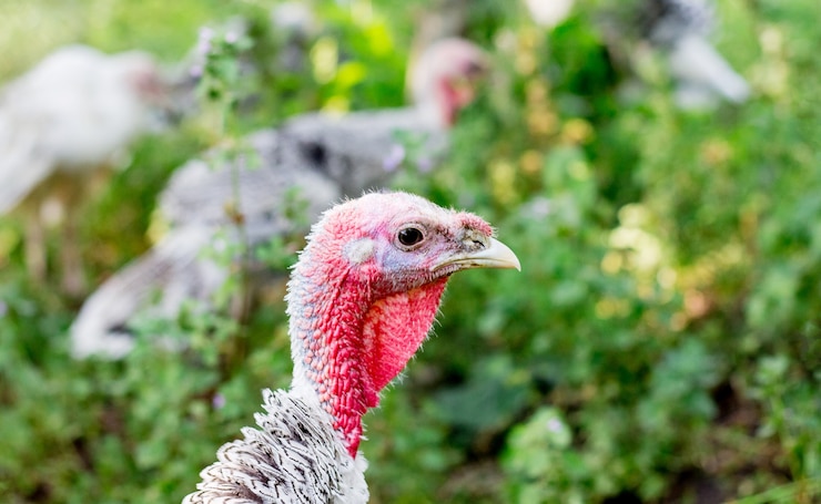 Photo portrait of a turkey close-up on the background of other turkeys