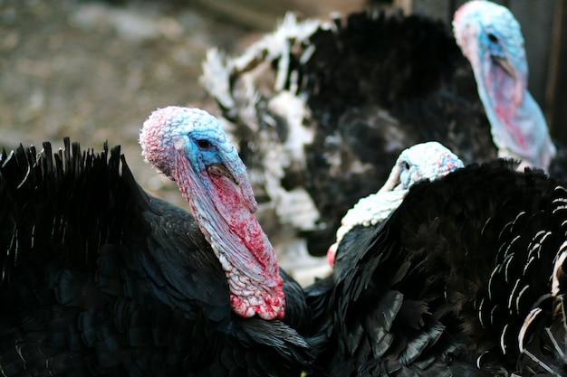 Photo portrait of a turkey. domestic bird. farm