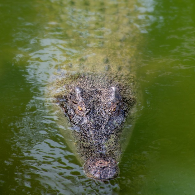 Photo portrait of turtle in lake