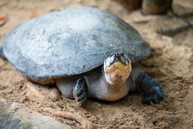 Portrait of the turtle on the sandy beach Sea Turtle