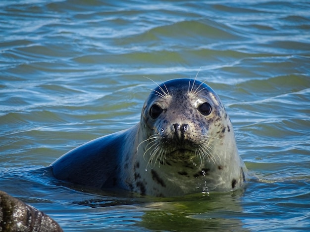 Portrait of turtle in sea