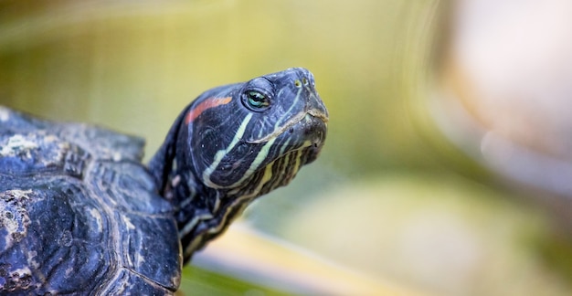 Portrait of a turtle which is a symbol of wisdom