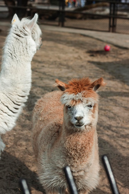 Portrait of a two alpacas with shaved bangs eyes visible pretty face Warsaw Zoo