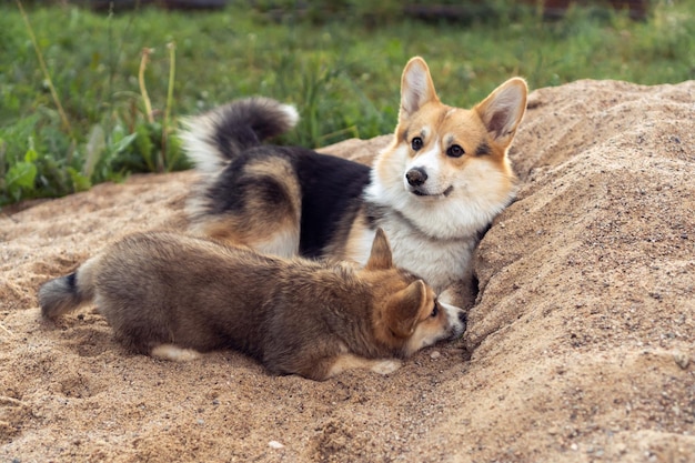 Portrait of two amazing welsh pembroke corgis lying resting relaxing on sand near grass in summer Pet care nature