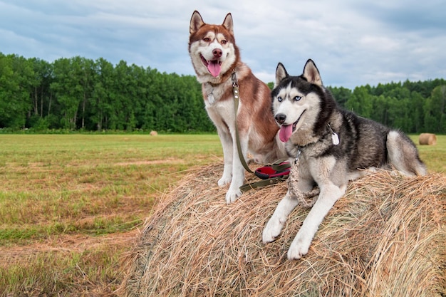 Portrait two beautiful husky dogs on the walk Siberian husky on dry haystack