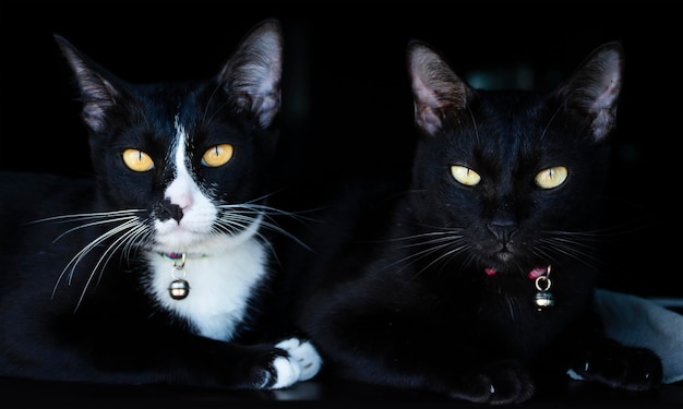 Портрет двух черных кошек на черном фоне