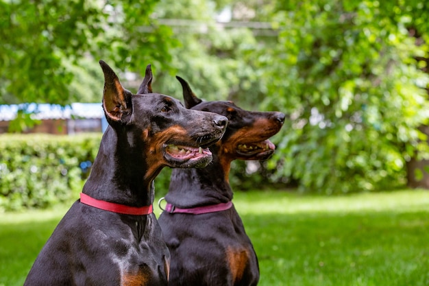 Un ritratto di due doberman neri che si siedono sull'erba