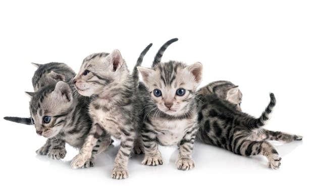 Photo portrait of two cats against white background