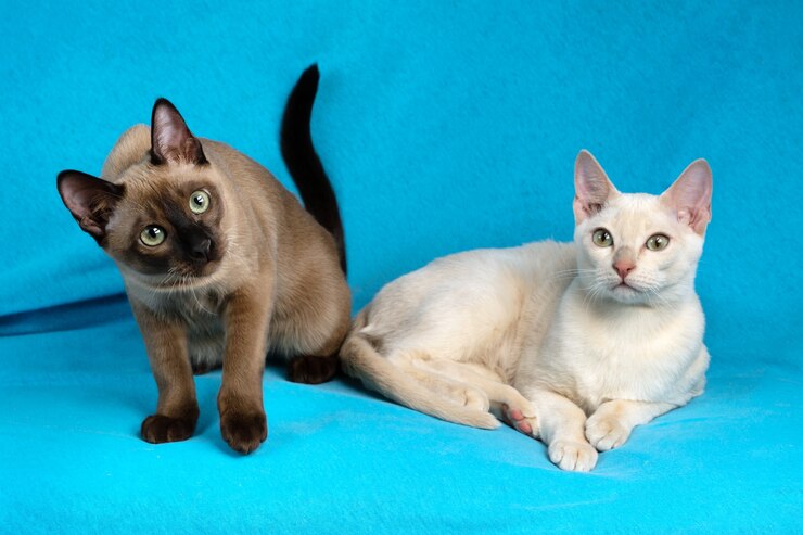 青い布の上に横たわっている2匹の猫の肖像画
