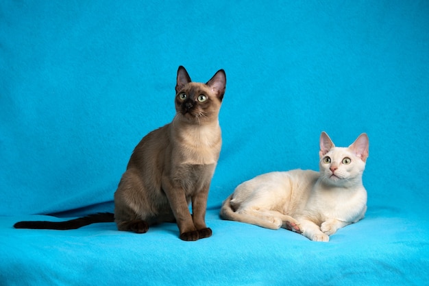 Portrait of two cats lying on blue cloth