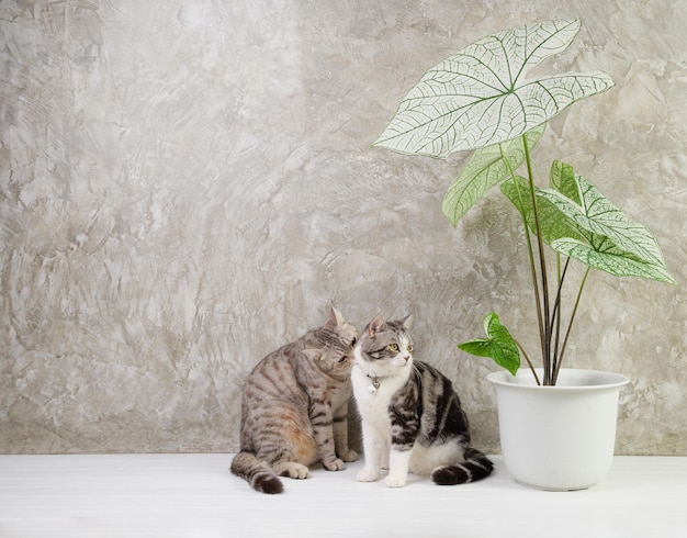 写真 空気浄化家の植物と木製のテーブルの上の2匹の猫の肖像カラジュームバイカラーベントサトイモ科