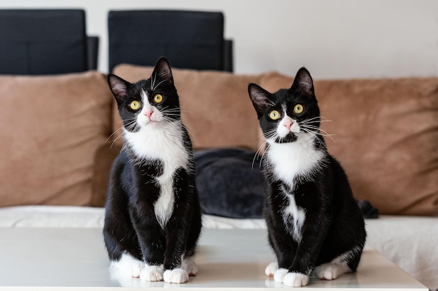 Портрет двух кошек, сидящих дома