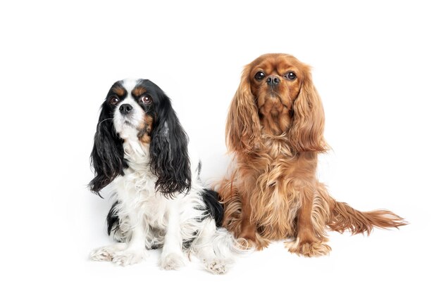 Portrait of two cute cavalier spaniels isolated on white background