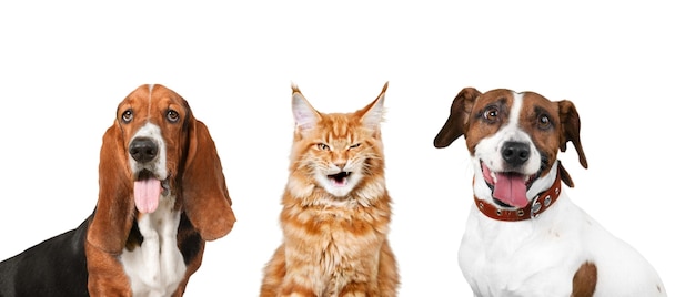 Portrait of two cute dogs and funny cat