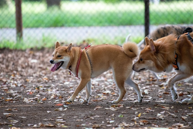 2 匹の犬の肖像画が遊んでいて、屋外で一緒に立っています。