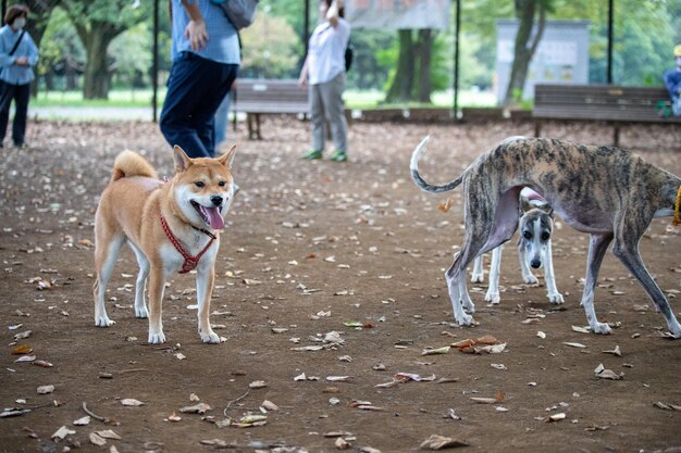 Portrait of a two dog are playing and standing together outdoors