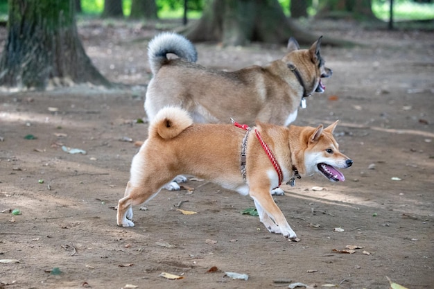 두 개의 개 초상화가 야외에서 함께 놀고 서 있다