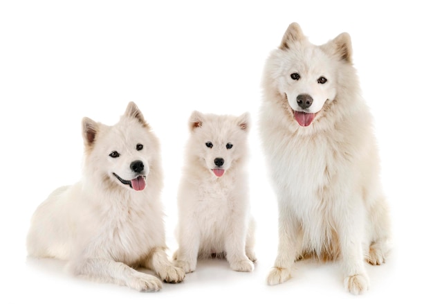 白い背景の2匹の犬の肖像画