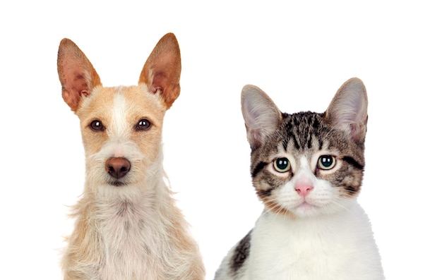白い背景の2匹の犬の肖像画