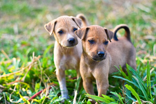 Portrait of two dogs on field