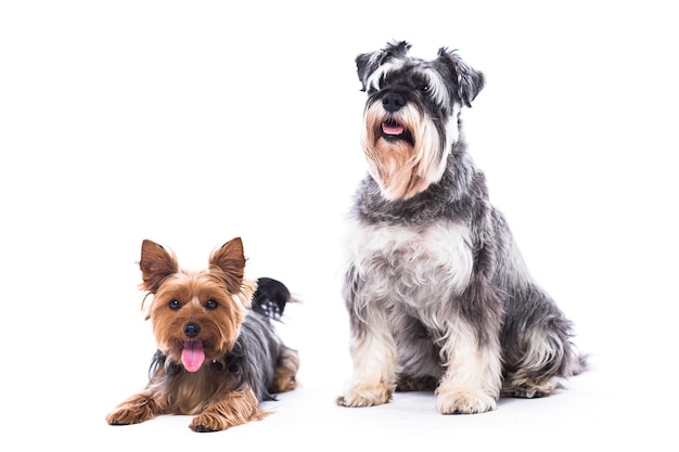 白い背景の2匹の犬の肖像画