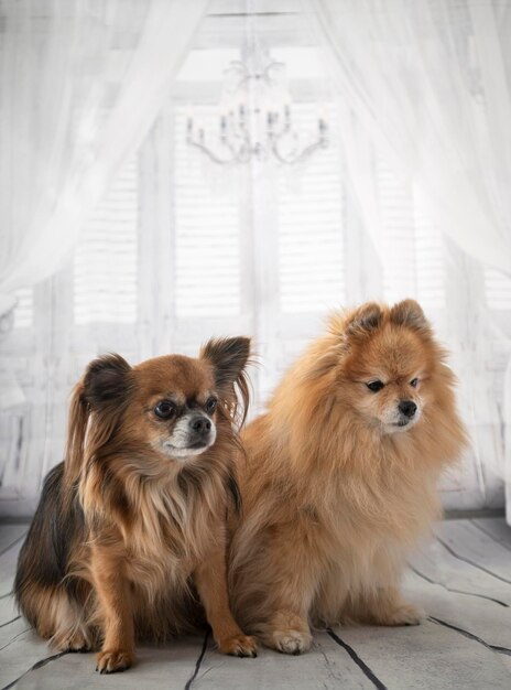 Portrait of two dogs